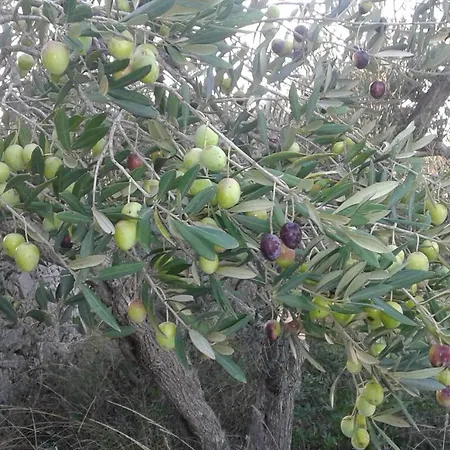 Turisticko Naselje Punta * Povlja (Brac)